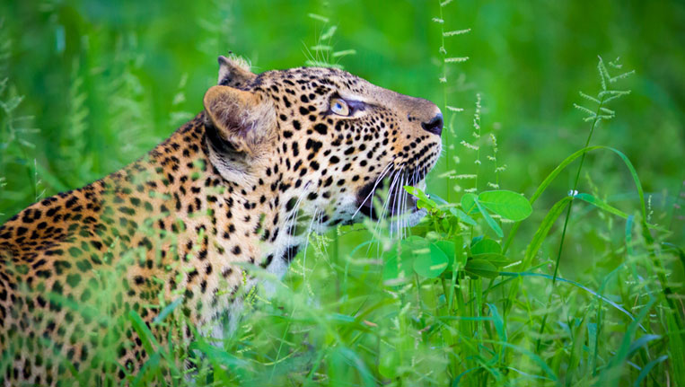 Leopard-Conservation-Methods in India