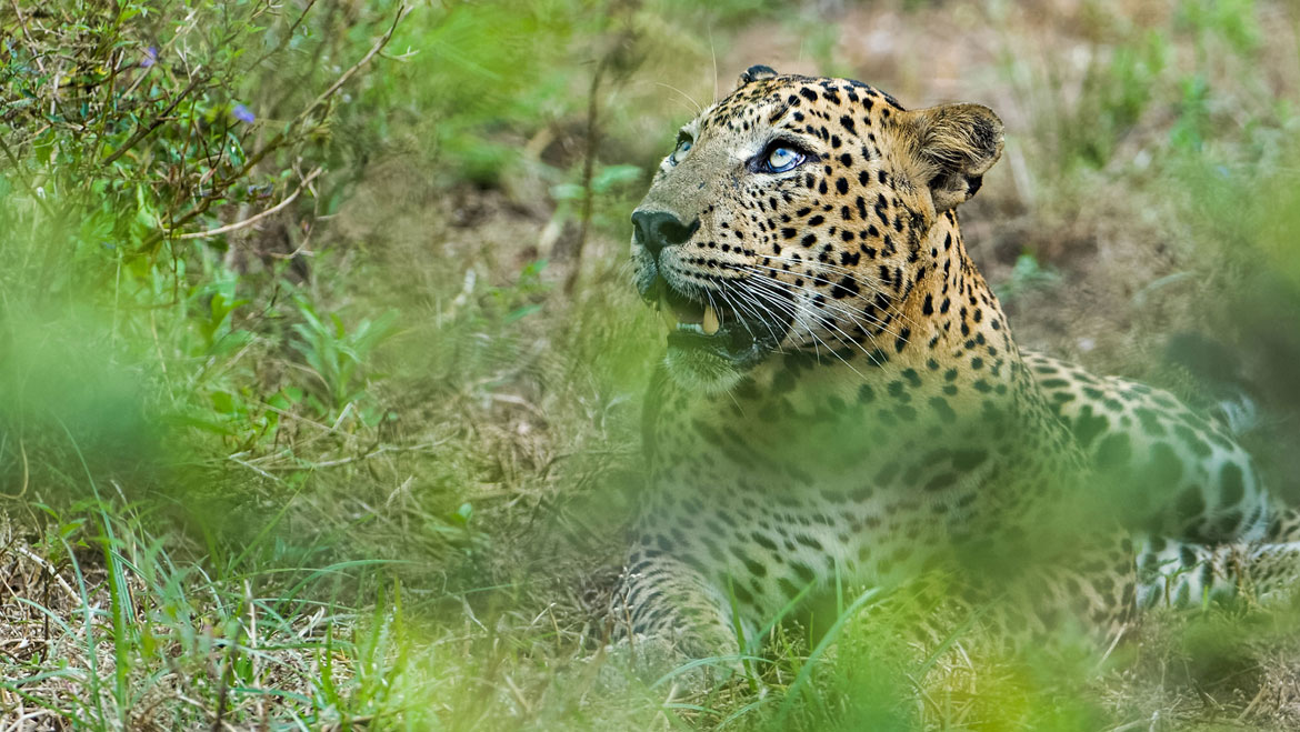 303 Leopard Deaths in 8 Months: Are We Pushing Another Animal to Extinction? 