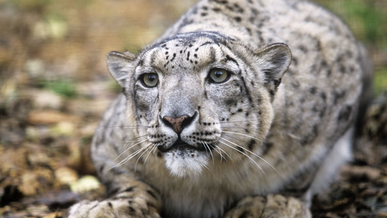 Reasons-behind-Leopard-Deaths