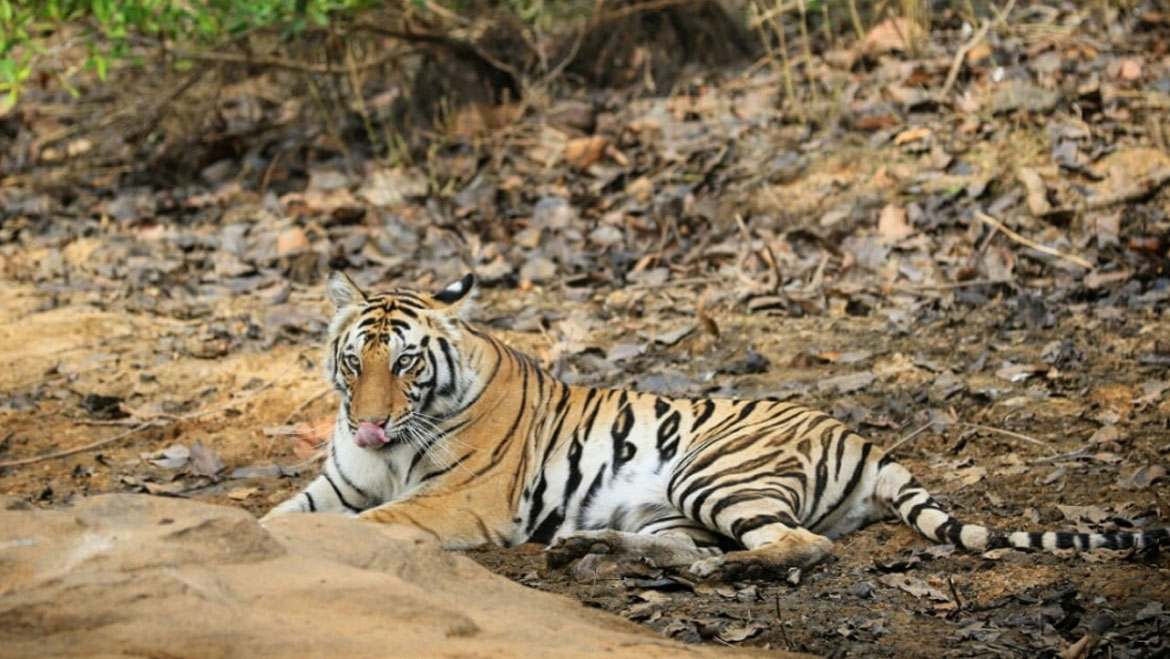 Freedom At Last For Tigress Sundari in Satkosia Tiger Reserve 