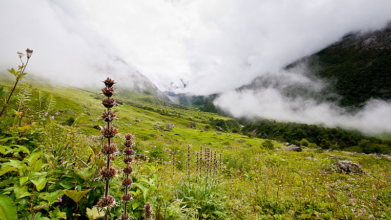 Valley of Flowers