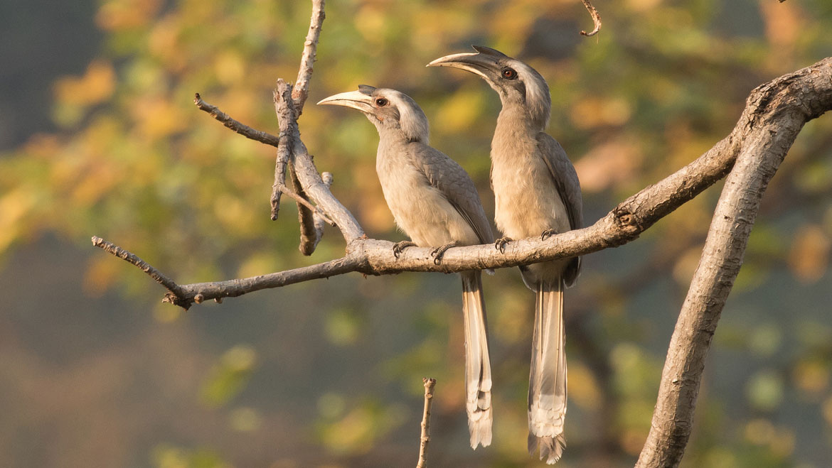 Hornbills find a Home in the Indian State of Karnataka 