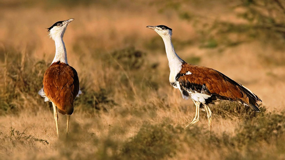 With only 150 GIBs, India is Slowly Losing one of its Beautiful Birds 