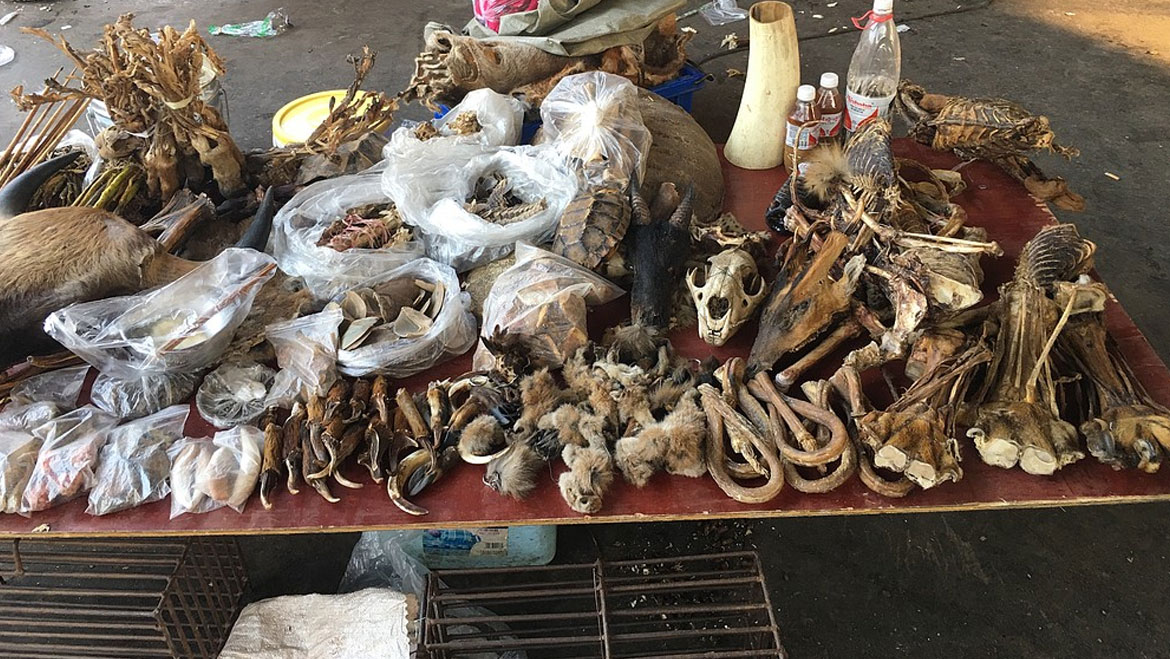 Fight Against the Illegal Wildlife Trade: An Attempt to Save The Endangered 