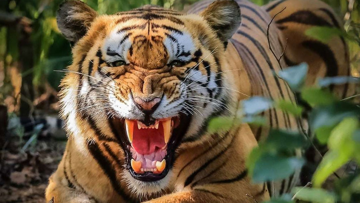 Man-Eating Tigress is on the Hunt, Orders Issued to Shoot 