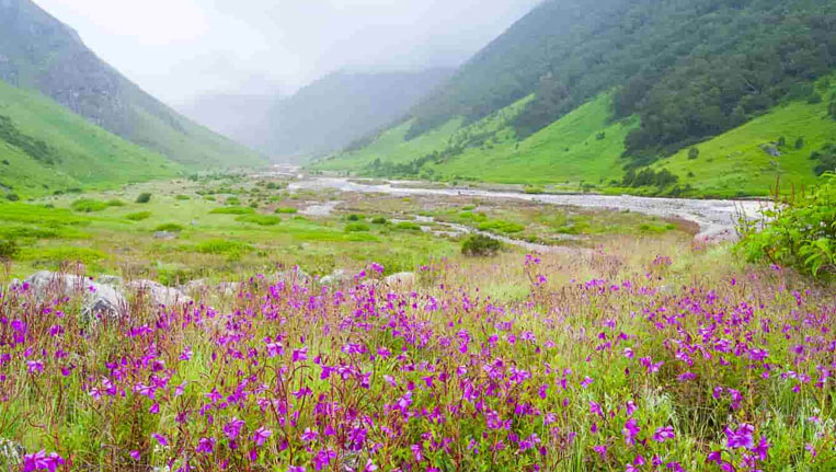 Valley of Flowers