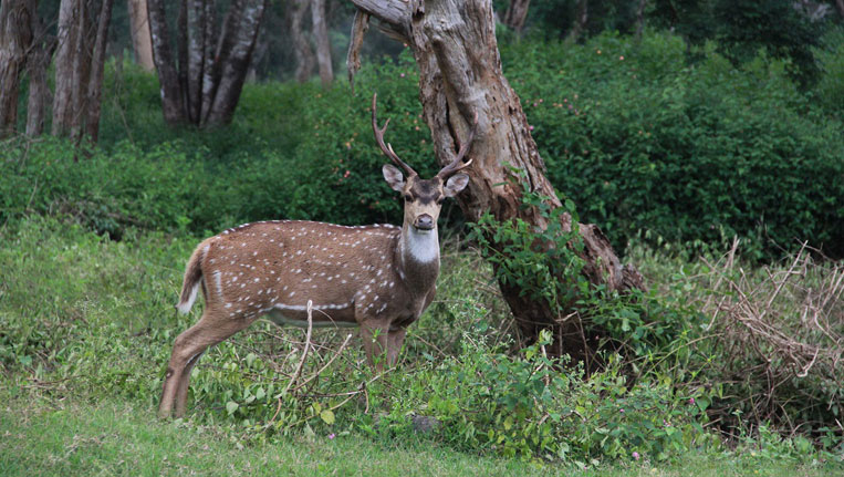 Bandipur Safari