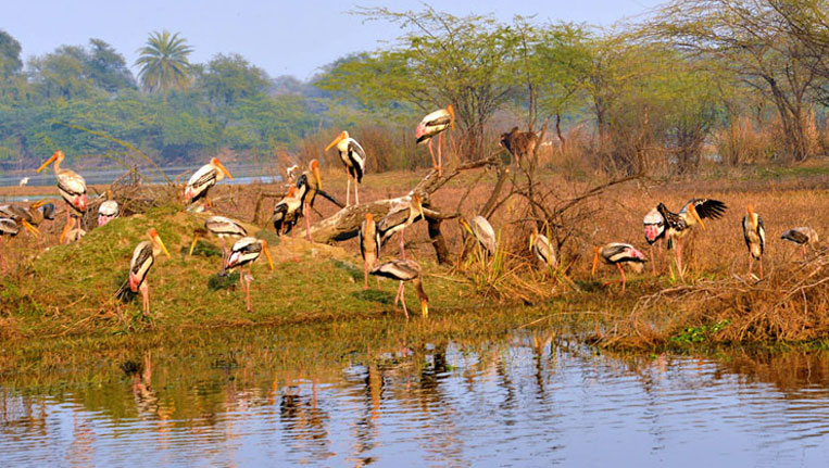 Birds in Rajasthan