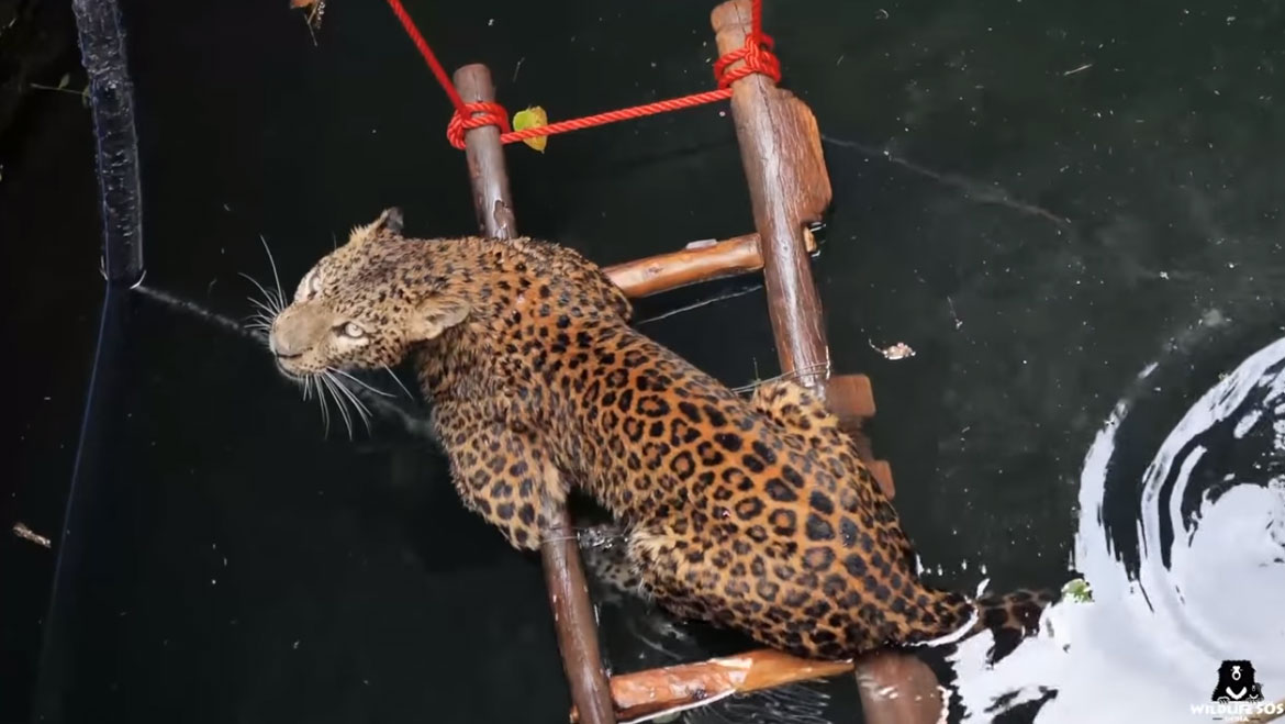 A Tale of Rescue: Leopard Rescued from A 30 Feet Well in Maharashtra 