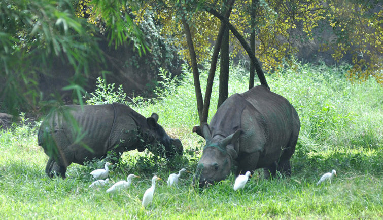 Assam State Zoo