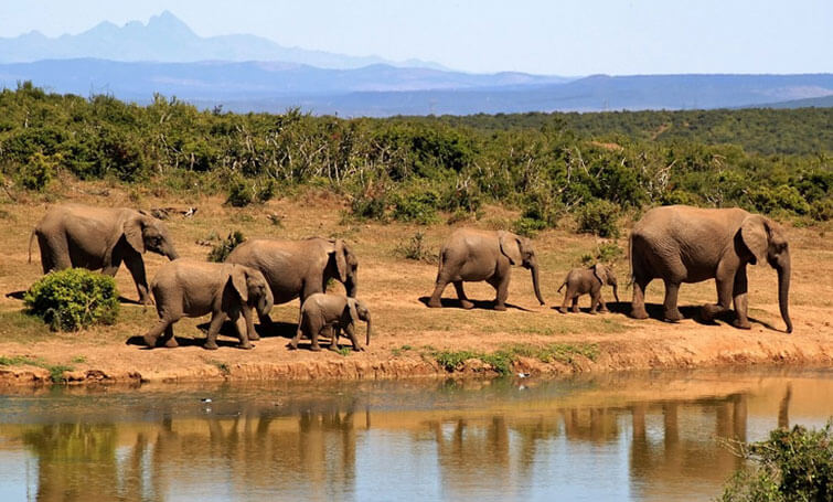 Elelphants Conservation