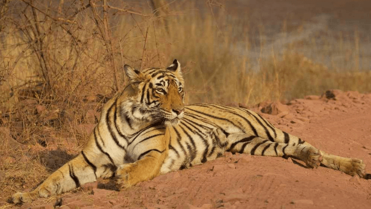 Ranthambore National Park