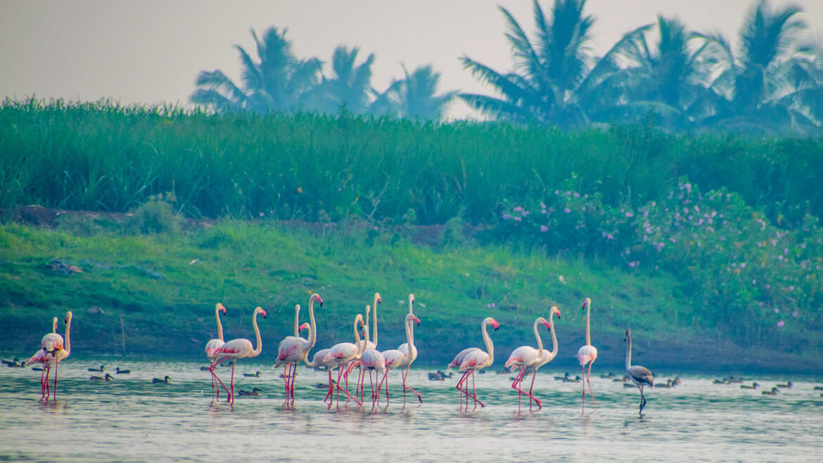 In Search of Flamingos: My Budget Trip to Bhigwan from Pune on my TVS Jupiter 