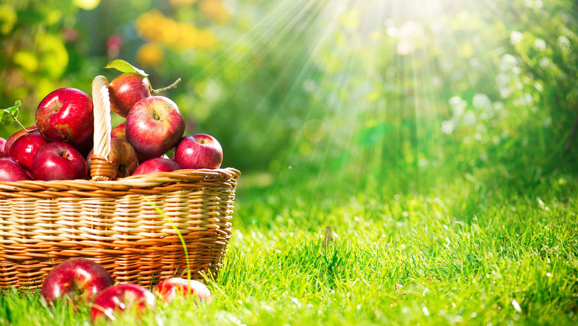 12 Apple Orchard Destination in India For This Apple Season 