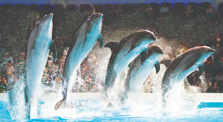 Dubai-Dolphinarium