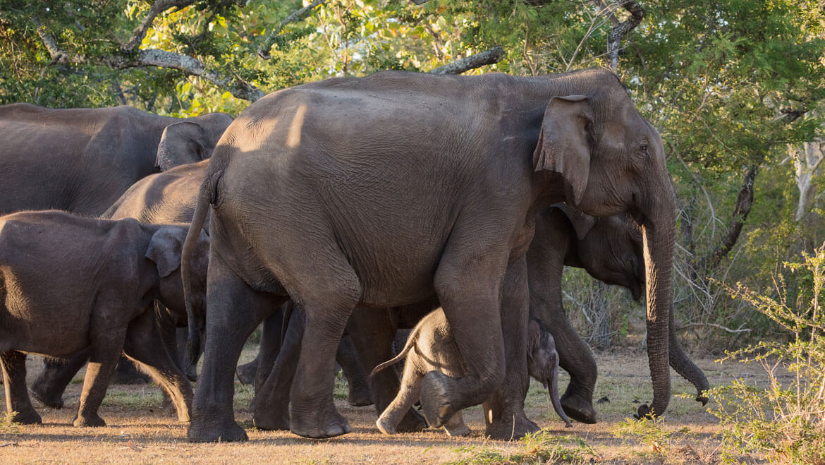 Negligence or Mismanagement? India Lost 2,330 Elephants in 6 Years 