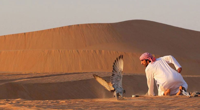 Falconry-Safari-Dubai