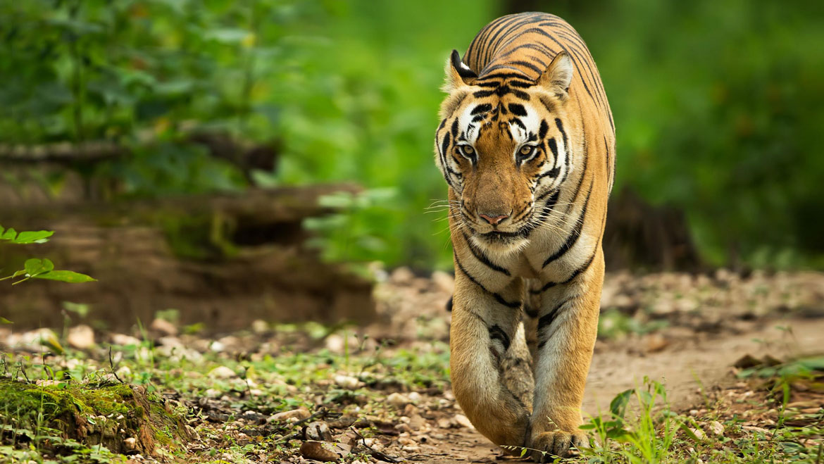 India Mourned 49 Tiger Deaths In 2018, Most Were from Madhya Pradesh 