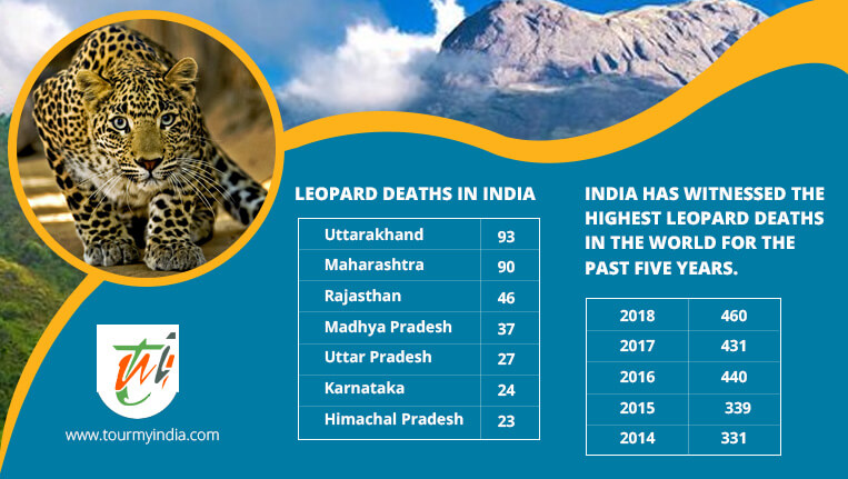 Leopards Deaths in India