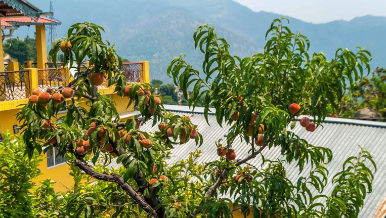 Ramgarh Uttarakhand