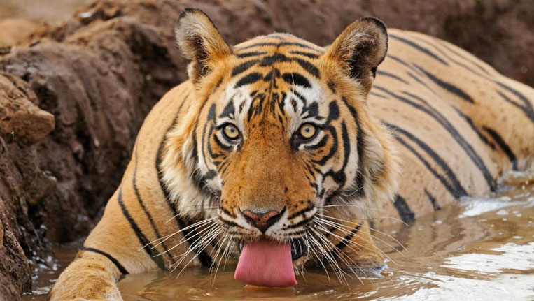 Save-Tigers
