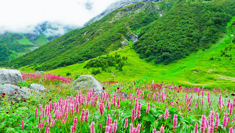 Valley-of-Flowers-National-Park
