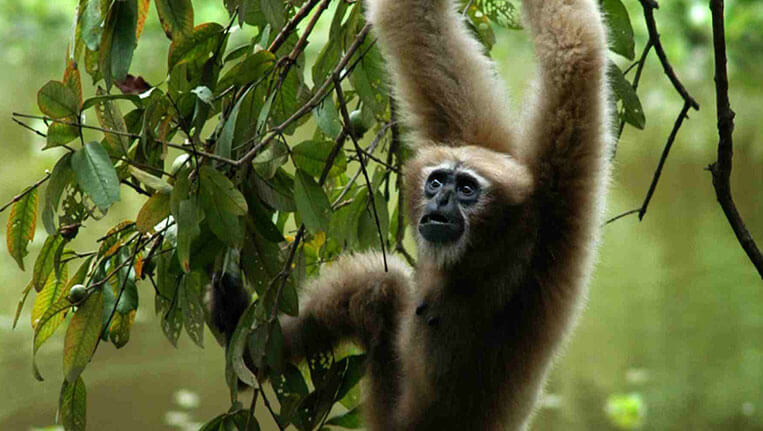 Hoolock Gibbon