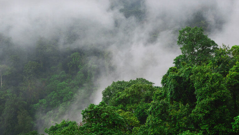 Joypur Rainforest