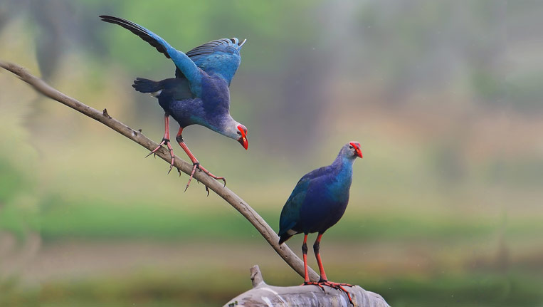 Purple moorhen