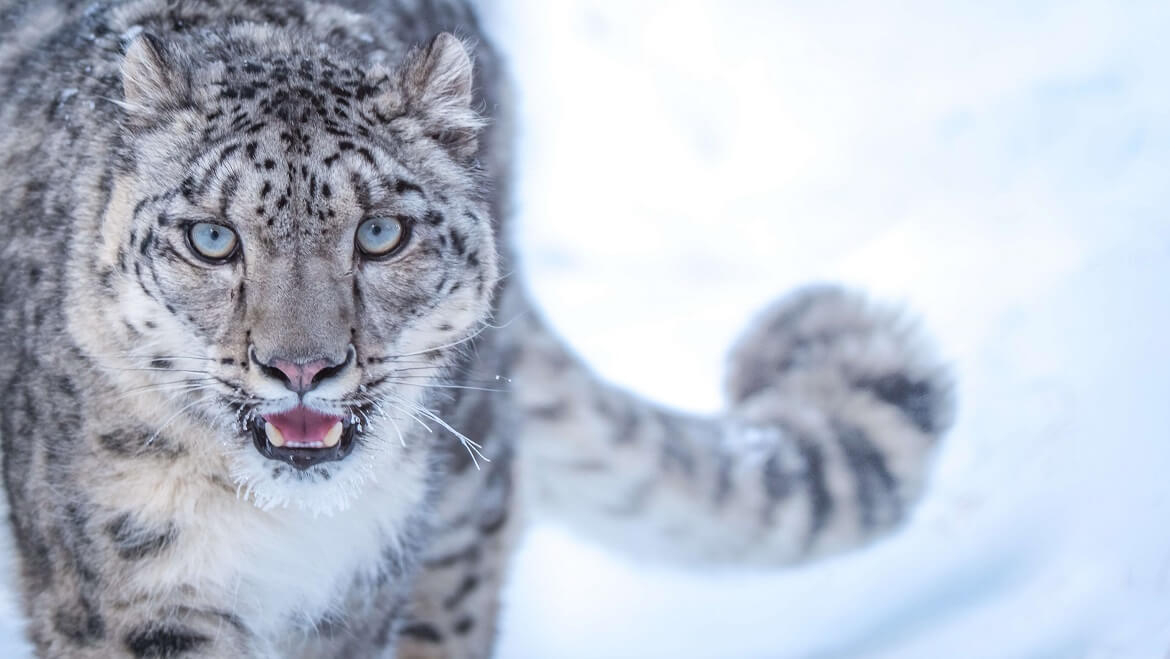 The Battle of Conservation: WCCB Says 9 Snow Leopards Poached in Last 10 Years 