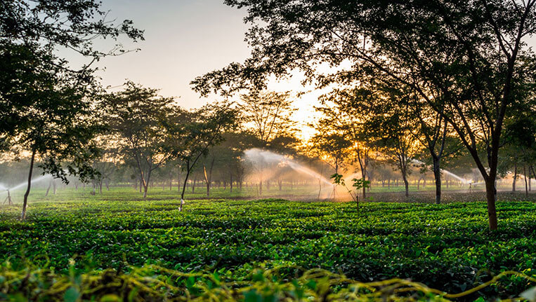 Tea-Gardens