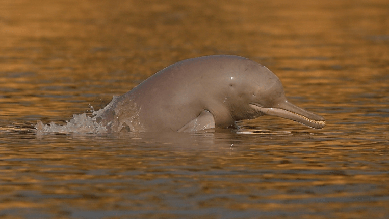 Uttar Pradesh