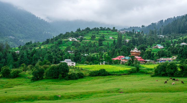 Panoramic View of Green Meadow Surrounded by Deodar Tree in Himalayas,Great Himalayan National Park,Sainj Valley, Shahgarh, Himachal Pradesh, India