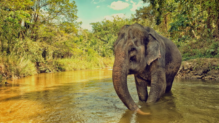 Rajaji National Park