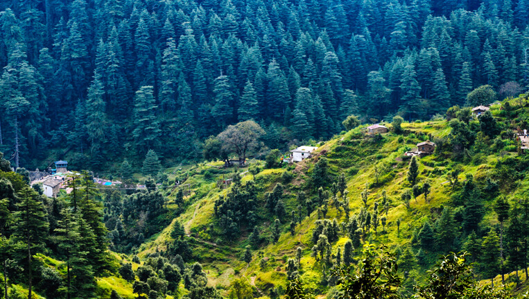 Ranikhet-Beautiful view of pine forest
