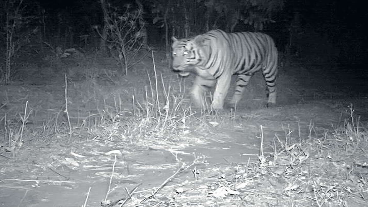 A Rare Anomaly: Lone Tiger Spotted in Gujarat after More than 25 Years 