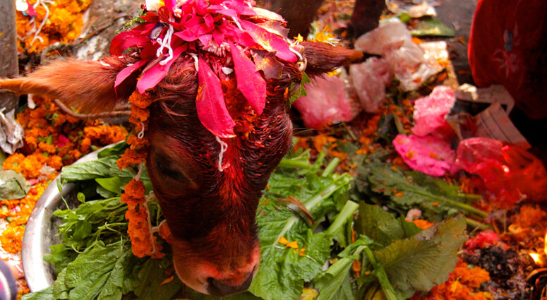 Tihar Festival in Nepal