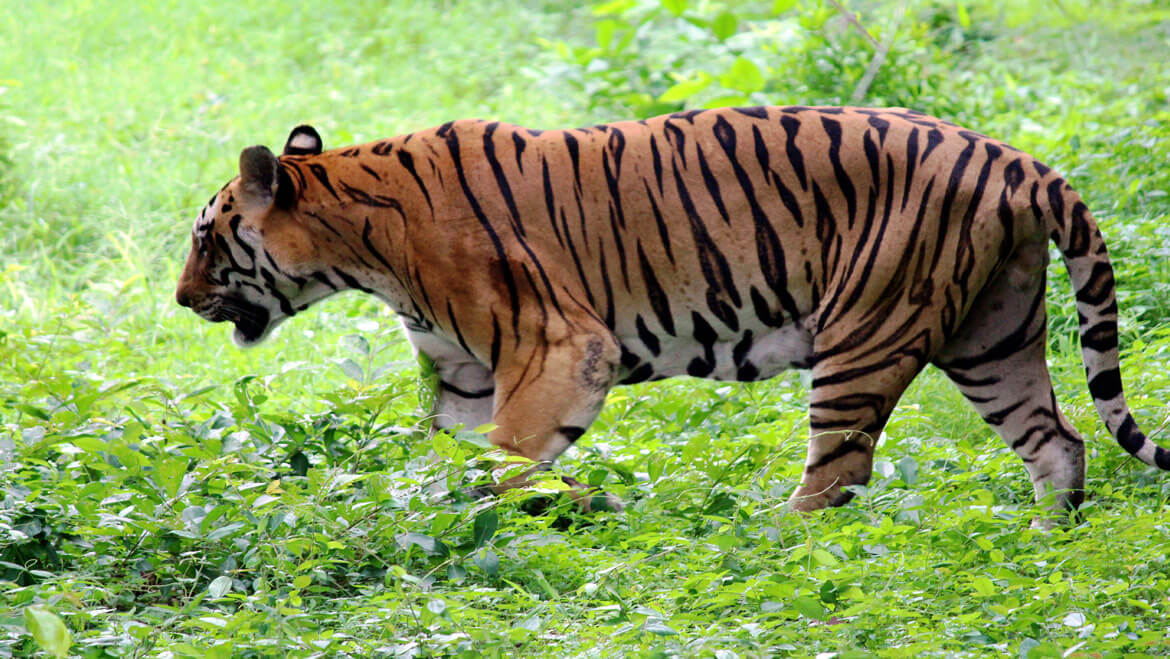 Solving The Enigma: Another Case of Tiger Cannibalism Reported in Kanha Tiger Reserve 