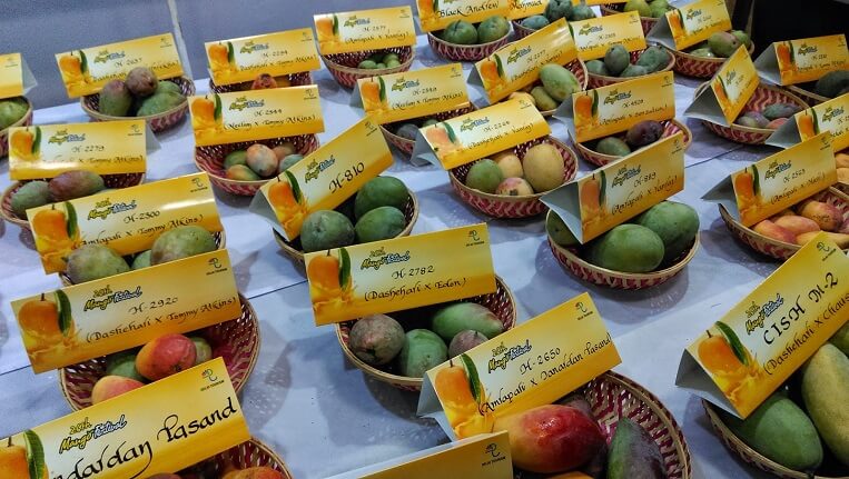 International Mango Festival