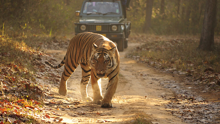 KNP Bengal Tiger