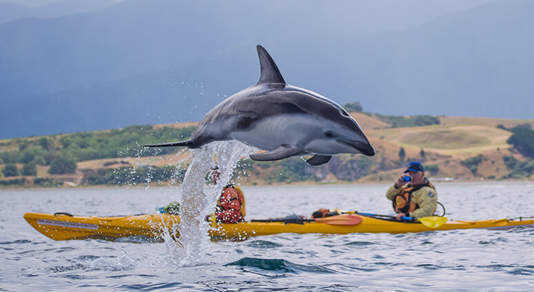 Kayak Alongside Dolphins