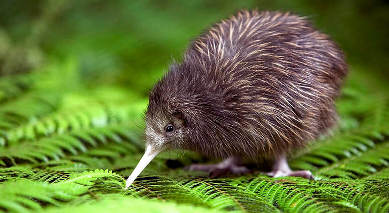Kiwi Bird, New Zealand