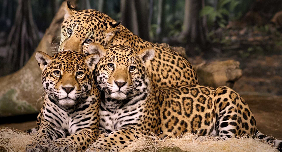 Leopard Population Increases in Sanjay Gandhi National Park in Mumbai