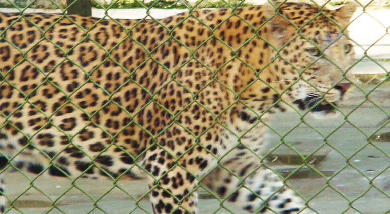 Leopard Sanjay Gandhi National Park