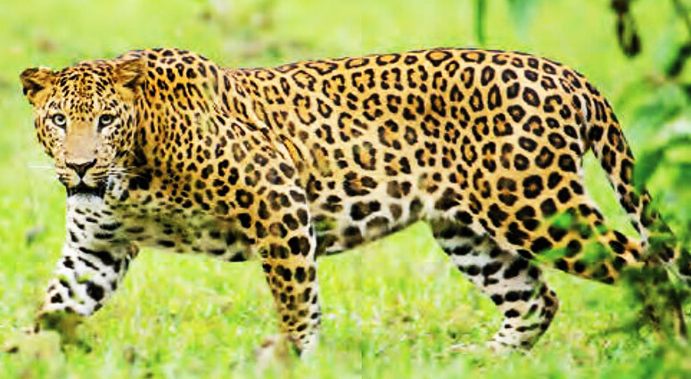 Sanjay Gandhi National Park Leopard Sighting