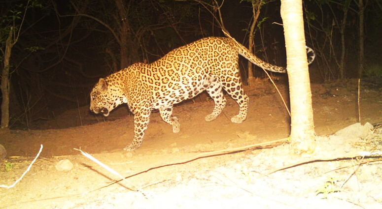 Sanjay Gandhi Park Leopard Sighting