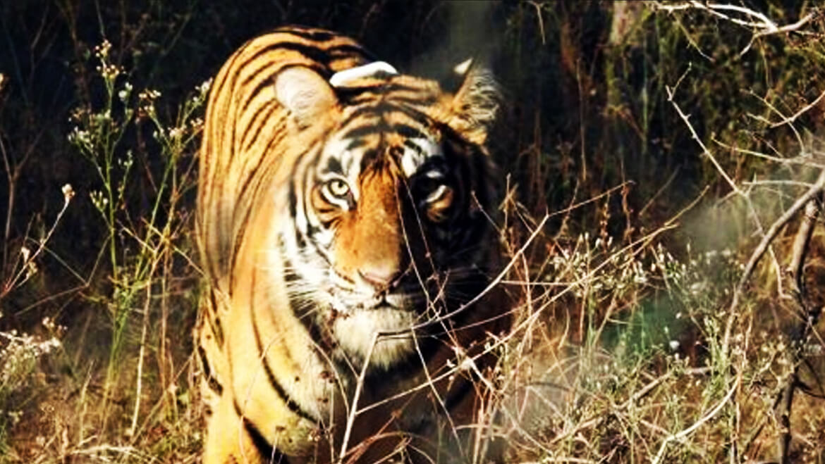 Rescue Operation Gone Bad: Tigress T-4 Died After Being Tranquilized 