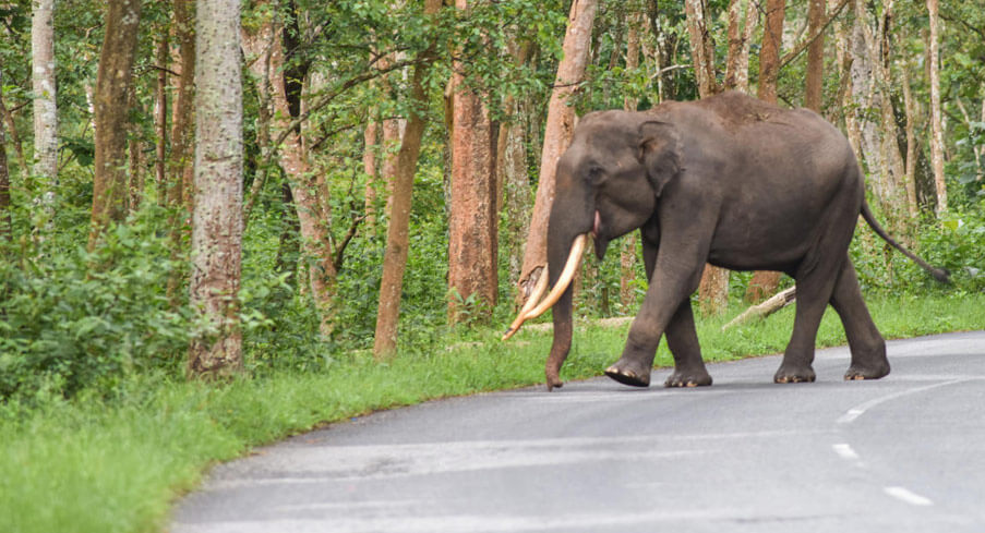 Watch an Elephant Attack Gypsy: Things to Do & Not to Do in Wildlife Parks