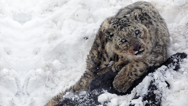 snow leopard in spiti himachal
