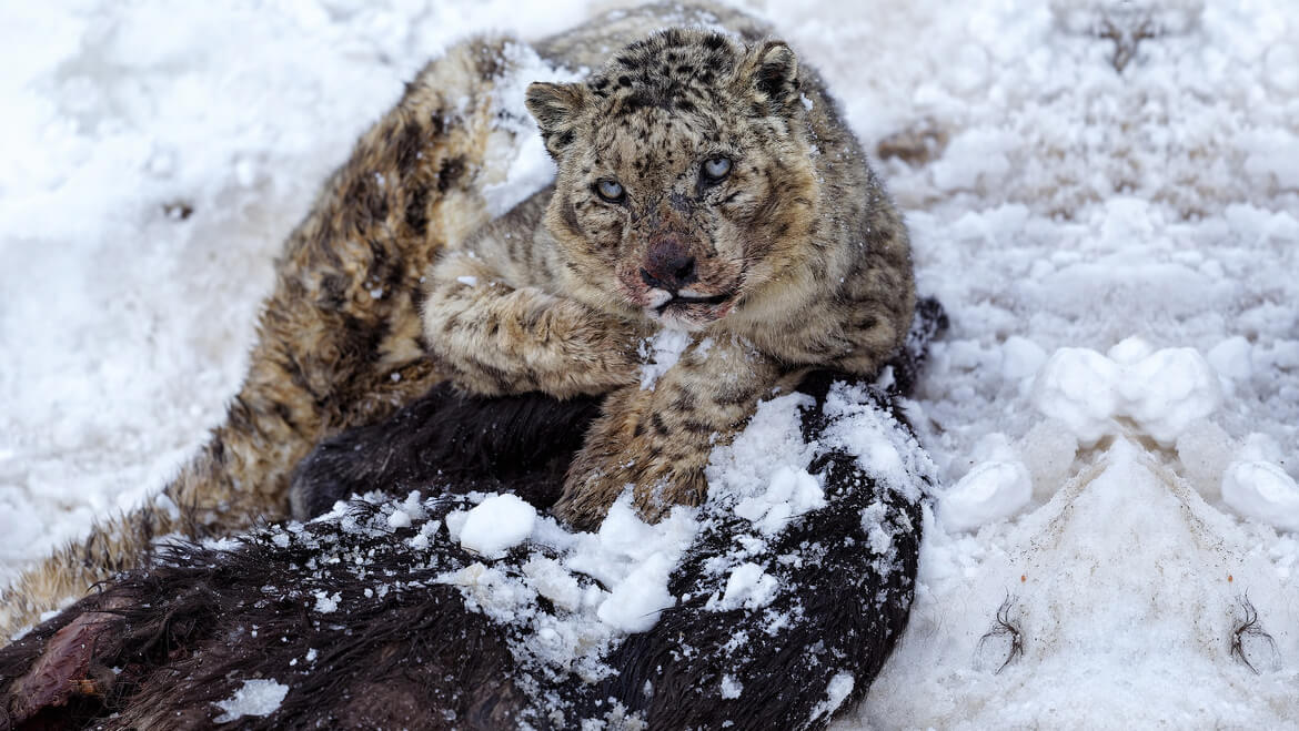 Add Another Adventure to Your Spiti List: Snow Leopard Sighting Increases in the Valley 